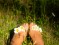 Bare Feet Upon the&nbsp;Grass