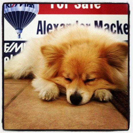 And, his mascot is pretty darn cute too. Like how I managed to sneak a pic of the dog into this post?