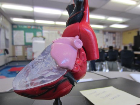 Only fitting that we're studying the heart this week.