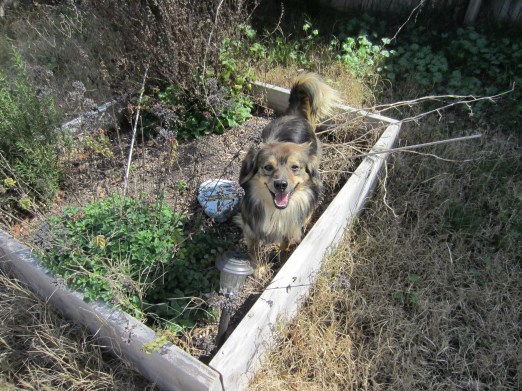 Alright, he does have one bad habit for us to break-- he seems to think the planter box is a play box... Although looking at the horrible post-winter state of this box, I don't think I can complain.