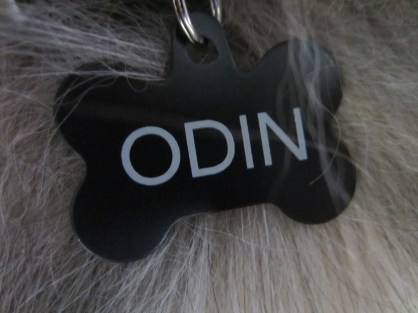 I know what you're thinking, wait, his name was already Odin-- but, his tag said Odi before, so he did officially receive a name change.