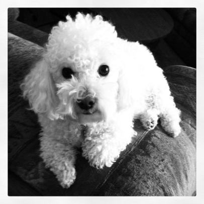 Achilles turned Preston represented a lot more than just a dog. He meant grown-up responsibility, the kind that lasts more than a decade.