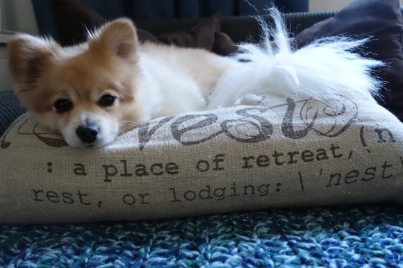 Even the dogs seem to know it is almost time.